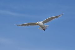 Glaucous-winged Gull, Larus glaucescens