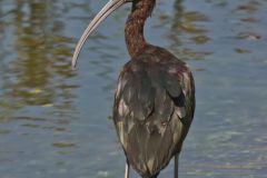 Glossy Ibis, Plegadis falcinellus