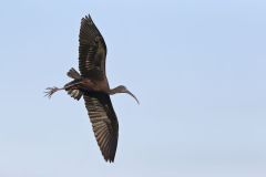 Glossy Ibis, Plegadis falcinellus