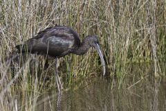 Glossy Ibis, Plegadis falcinellus