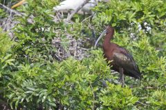 Glossy Ibis, Plegadis falcinellus