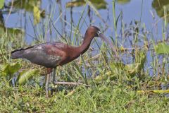 Glossy Ibis, Plegadis falcinellus