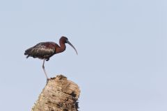 Glossy Ibis, Plegadis falcinellus