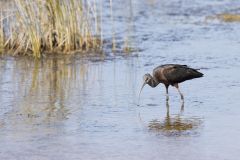 Glossy Ibis, Plegadis falcinellus