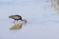 Glossy Ibis, Plegadis falcinellus