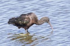 Glossy Ibis, Plegadis falcinellus