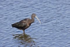 Glossy Ibis, Plegadis falcinellus