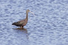 Glossy Ibis, Plegadis falcinellus