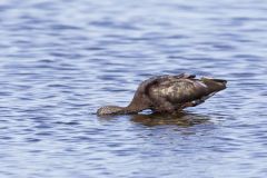 Glossy Ibis, Plegadis falcinellus