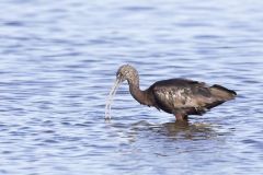 Glossy Ibis, Plegadis falcinellus