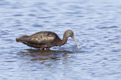 Glossy Ibis, Plegadis falcinellus