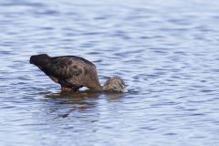 Glossy Ibis, Plegadis falcinellus