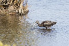 Glossy Ibis, Plegadis falcinellus