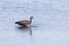 Glossy Ibis, Plegadis falcinellus