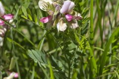 Goat's Rue, Tephrosia virginiana