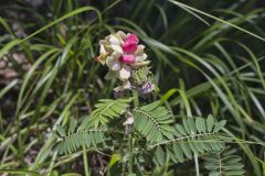 Goat's Rue, Tephrosia virginiana