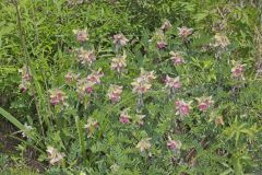 Goat's Rue, Tephrosia virginiana