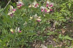 Goat's Rue, Tephrosia virginiana