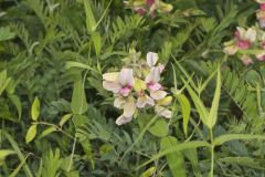 Goat's Rue, Tephrosia virginiana