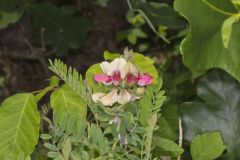 Goat's Rue, Tephrosia virginiana