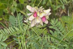 Goat's Rue, Tephrosia virginiana