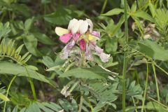 Goat's Rue, Tephrosia virginiana