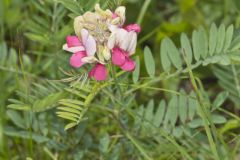 Goat's Rue, Tephrosia virginiana