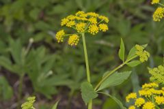 Golden Alexander, Zizia aurea