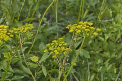 Golden Alexander, Zizia aurea