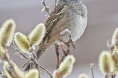 Golden-crowned Sparrow, Zonotrichia atricapilla