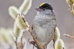 Golden-crowned Sparrow, Zonotrichia atricapilla