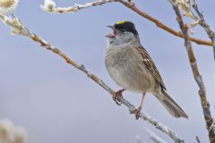 Golden-crowned Sparrow, Zonotrichia atricapilla