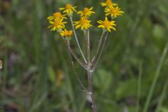 Golden Ragwort, Packera aurea