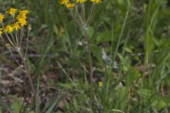 Golden Ragwort, Packera aurea