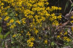 Golden Ragwort, Packera aurea