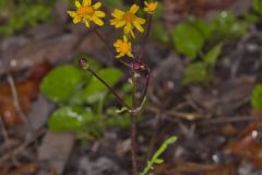 Golden Ragwort, Packera aurea