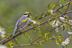 Golden-winged Warbler, Vermivora chrysoptera