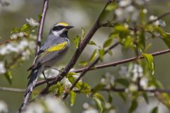 Golden-winged Warbler, Vermivora chrysoptera