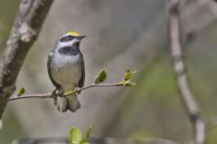 Golden-winged Warbler, Vermivora chrysoptera