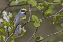 Golden-winged Warbler, Vermivora chrysoptera