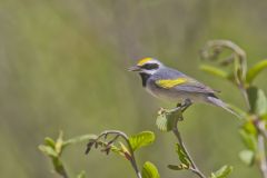 Golden-winged Warbler, Vermivora chrysoptera