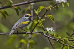 Golden-winged Warbler, Vermivora chrysoptera