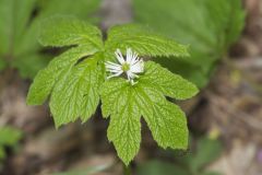 Goldenseal, Hydrastis canadensis