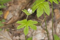 Goldenseal, Hydrastis canadensis