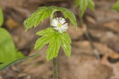 Goldenseal, Hydrastis canadensis