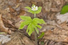 Goldenseal, Hydrastis canadensis