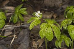 Goldenseal, Hydrastis canadensis