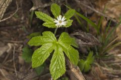 Goldenseal, Hydrastis canadensis