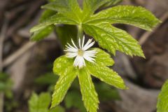 Goldenseal, Hydrastis canadensis