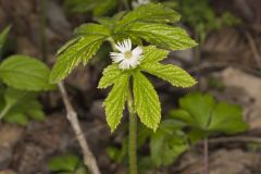 Goldenseal, Hydrastis canadensis